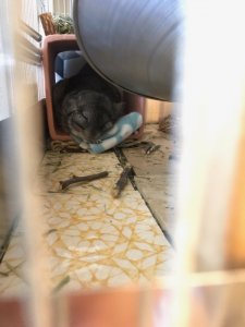 IMG_7308.HEIC.jpeg