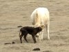 Calf 01 (4)_v1.jpg
