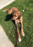 Crosby loved the grass.jpg