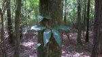 crossvine 02.jpg