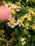 feverfew.jpg feverfew.jpg
