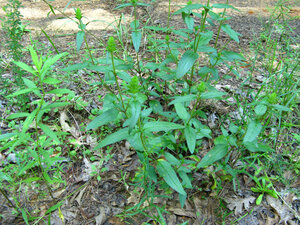 Prunela vulgaris a (15)glowa.jpg Prunela vulgaris a (15)glowa.jpg