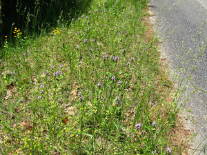 Prunela vulgaris a (23)a.jpg Prunela vulgaris a (23)a.jpg