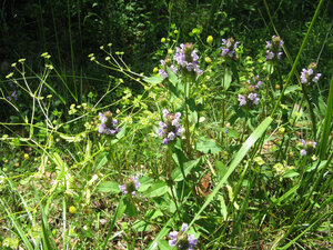Prunela vulgaris a (24)a.jpg Prunela vulgaris a (24)a.jpg