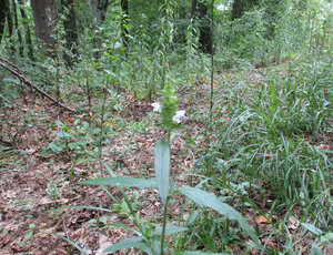 Prunela vulgaris a (44)a.JPG Prunela vulgaris a (44)a.JPG