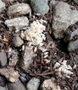 Rocks ants.jpg