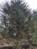 NWay Spruce.jpg