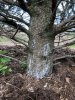 NWay Spruce Trunk.jpg