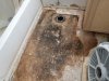 mold1.jpg