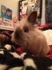 ImageUploadedByRabbit Forum1410402018.241937.jpg