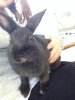 ImageUploadedByRabbit Forum1412617111.815458.jpg