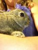 ImageUploadedByRabbit Forum1412617166.843002.jpg