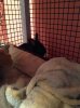 ImageUploadedByRabbit Forum1415925015.230615.jpg