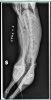 Bobbys xray.jpg