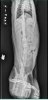 bobbys xray2.jpg