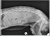 Bobbys xray3.jpg