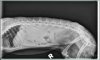 Bobbys xray4.jpg