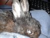 Pipp last photo.jpg