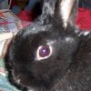 pipp profile.jpg