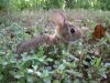 bunny2onhisown.jpg