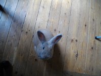 netherland dwarf and holland lop mix