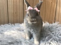 false dwarf rabbit