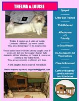 Bunny Flyer JPEG.JPG