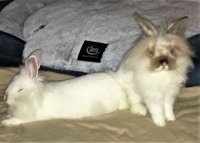 Bunnies2.jpg