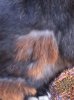 ImageUploadedByRabbit Forum1379203793.822399.jpg