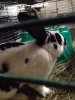 ImageUploadedByRabbit Forum1382372758.021715.jpg