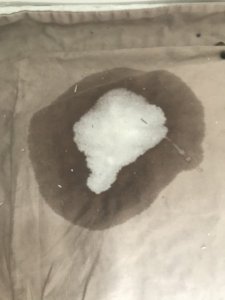 IMG_2816.jpeg