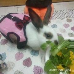 harness1.jpg