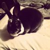ImageUploadedByRabbit Forum1386367693.306682.jpg