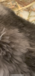47FA3075-5C80-4CAA-B342-42DAE2F56BF5.png