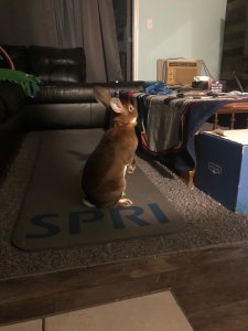 image1.jpeg