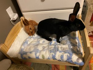 Momo on her bed with her stuffie.jpg