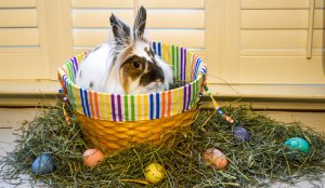 Easter Lawrence.jpg