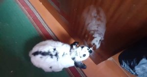 received_282531743441044.jpeg