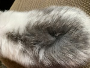 B331294C-3D19-4E43-8D49-83A9AD3F2B7D.jpeg