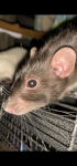 719AEF26-1E08-466E-A6FC-FD81C1ECD50A.png