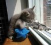 kitten surveilance.jpg