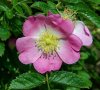 452496_rosehip.jpg