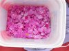rose petals (2).JPG