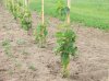 grapes 017.jpg
