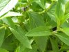 mint flowers.jpg