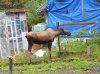 moose 007.jpg