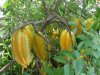 Starfruit.jpg