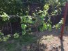 syrah.jpg