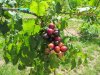 2016 07 - EARLY FRUIT JUL 19-27.JPG