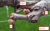 grapes1.jpg